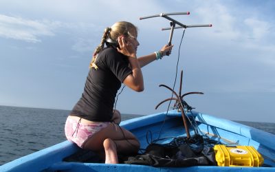 christine figgener & the sea turtles